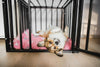 Crate Training 101: Setting Up a Positive Crate Experience for Your Puppy - Barking Heads & Meowing Heads