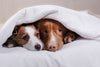 Frightened pooch? Here Are Some Things to Prepare For this Bonfire Night - Barking Heads & Meowing Heads