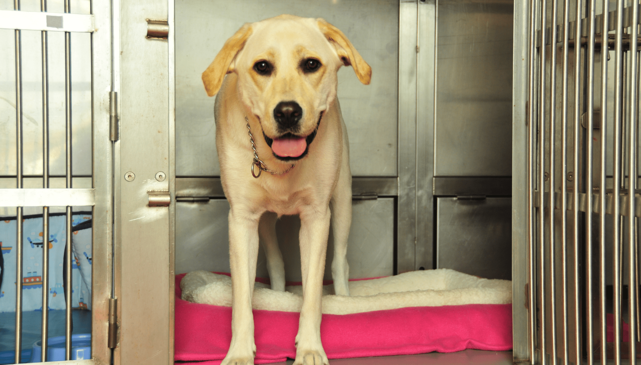 Kennel Cough in Dogs from Barking Heads Barking Heads & Meowing Heads