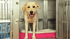 Kennel Cough in Dogs from Barking Heads - Barking Heads & Meowing Heads