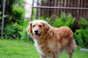Puppy, Adult and Senior Nutrition 101: What your dog needs for each life stage - Barking Heads & Meowing Heads