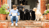 Staycation Tips - Advice from Dog Behaviourist and Trainer, Adem Fehmi - Barking Heads & Meowing Heads