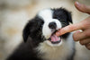 Surviving the Puppy Biting Days: A Paw-some Guide! - Barking Heads & Meowing Heads