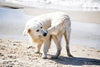 Why do dogs chase their tails? - Barking Heads & Meowing Heads