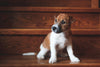 Why is my dog scooting? - Barking Heads & Meowing Heads