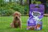 Fuel Your Puppy's Journey with High-Quality Meat Ingredients