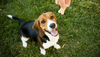 Beagle Dog looking at treat