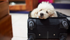 Cute dog in suitcase 
