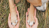 dogs paws in human hands