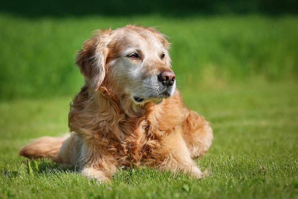 A guide to dog dementia and the signs to look out for