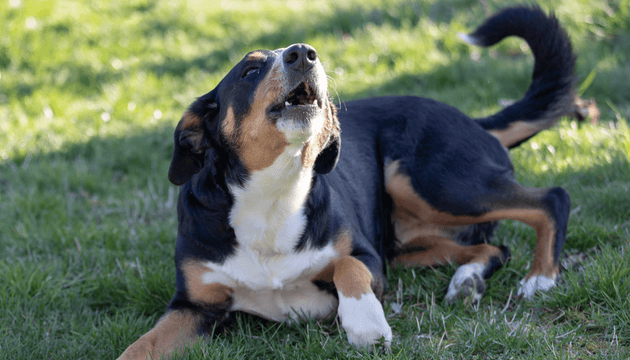 A guide to DoggoLingo - the social media language of dogs