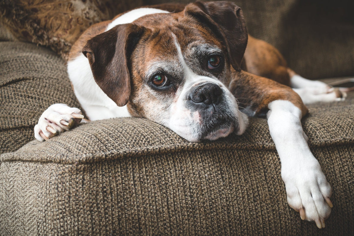 A Guide to Senior Dog Nutrition