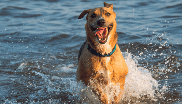 Alabama Rot: Signs and Symptoms - Vet Advice from Vet Dr Scott Miller