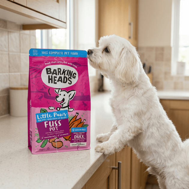 Best dog food for finicky eaters: a clear feeding guide