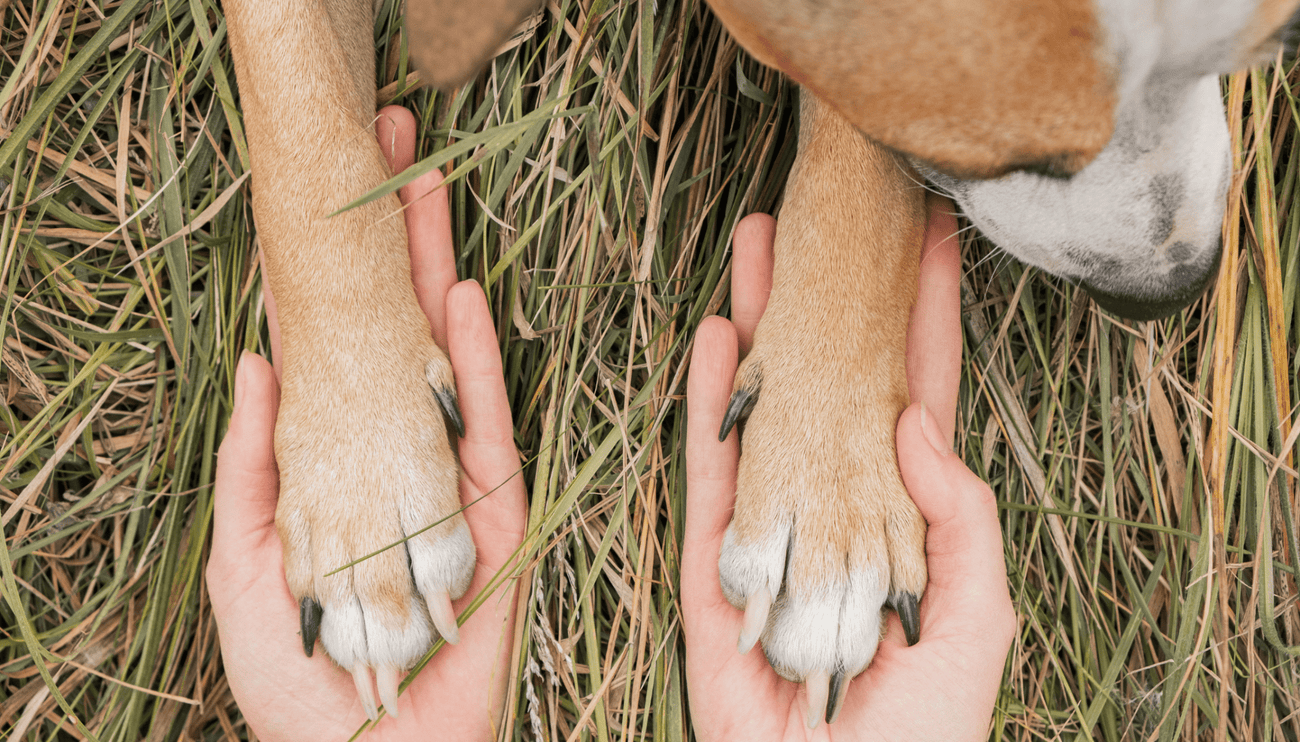 Caring for hot paws during the summer - Vet Advice from Dr Scott Miller