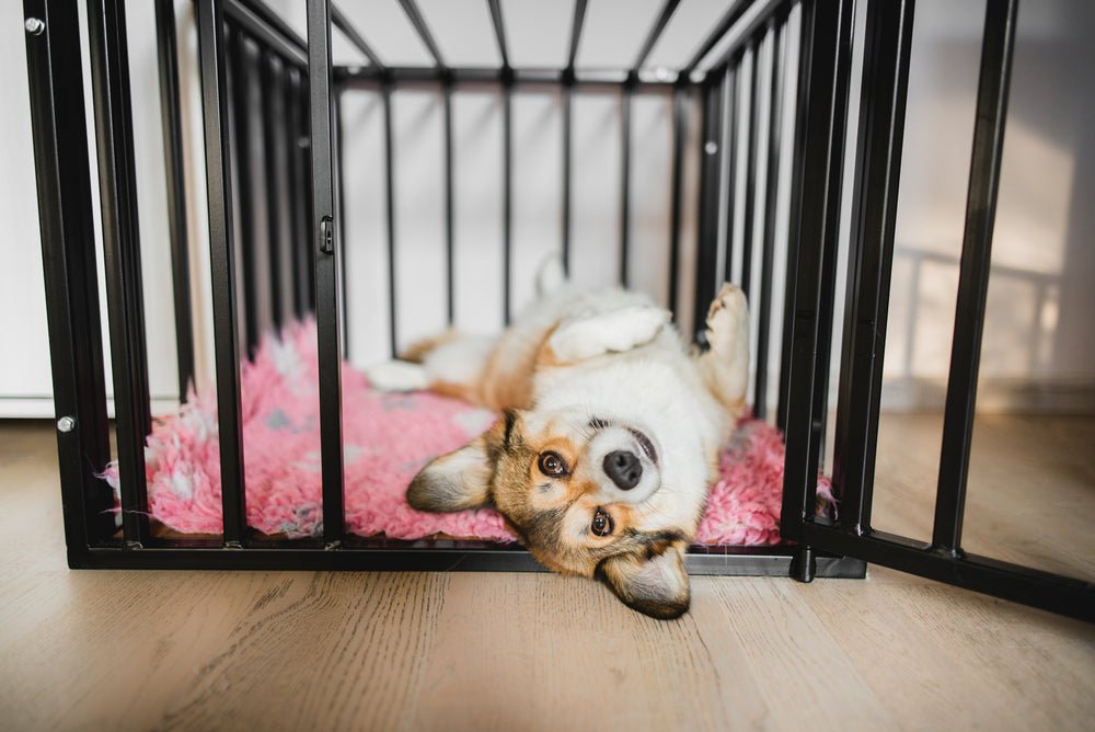Crate Training 101: Setting Up a Positive Crate Experience for Your Puppy