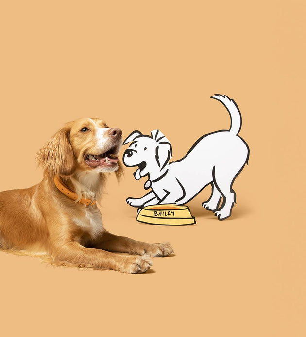 Discover Our Poultry-Free Barking Heads Dry Food Recipes: for Dogs with Chicken Sensitivities
