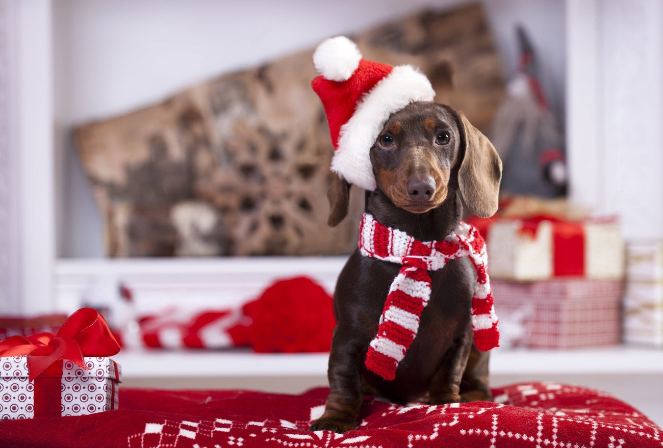 Dog-friendly Christmas tips and tricks