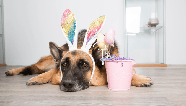Easter Dangers for Pets - Vet Advice from Dr Scott Miller