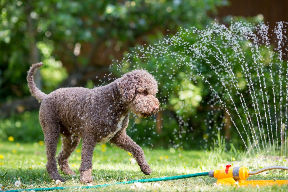 Five top tips for keeping your dog cool in summer - Barking Heads & Meowing Heads
