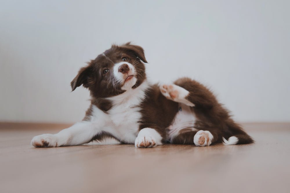 Flea prevention and treatment for dogs - Barking Heads & Meowing Heads