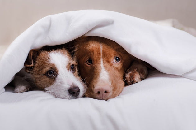Frightened pooch? Here Are Some Things to Prepare For this Bonfire Night