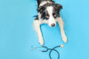 Head to Paw Examination: an at-home guide to your dog’s health - Barking Heads & Meowing Heads