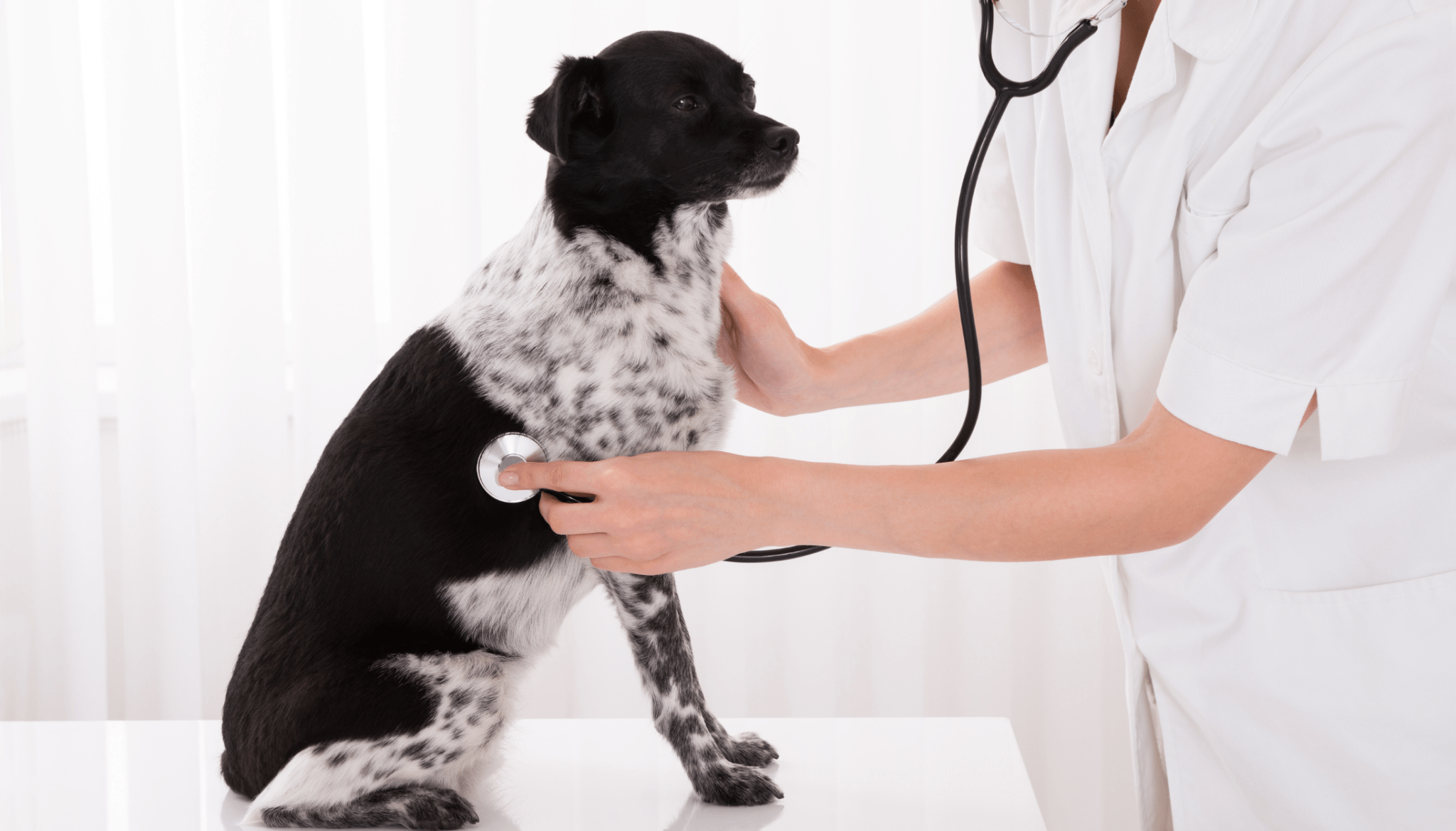 How can you tell if your pet is in pain? - Barking Heads & Meowing Heads