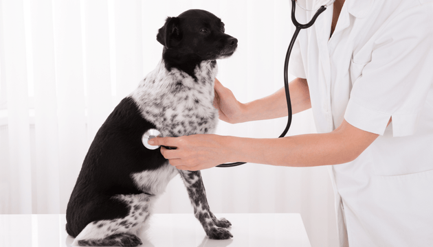 How can you tell if your pet is in pain?