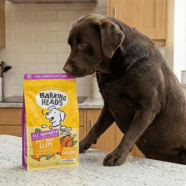 How to choose the best low-fat dog food for your dog