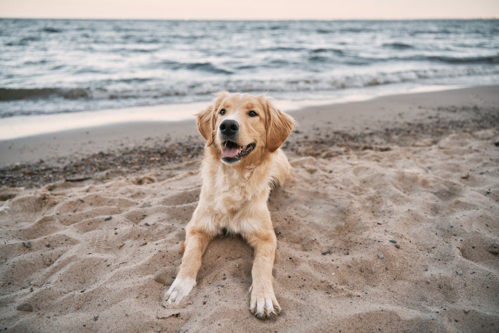 How to enjoy summer fun with your furry friend
