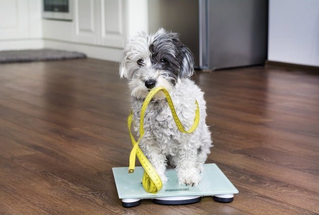 How To Help My Dog Lose Weight: The Ultimate Healthy Diet Guide