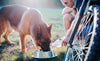 How to keep your dog happy and hydrated - Barking Heads & Meowing Heads