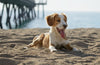 How To Keep Your Dog Safe At The Coast - Barking Heads & Meowing Heads