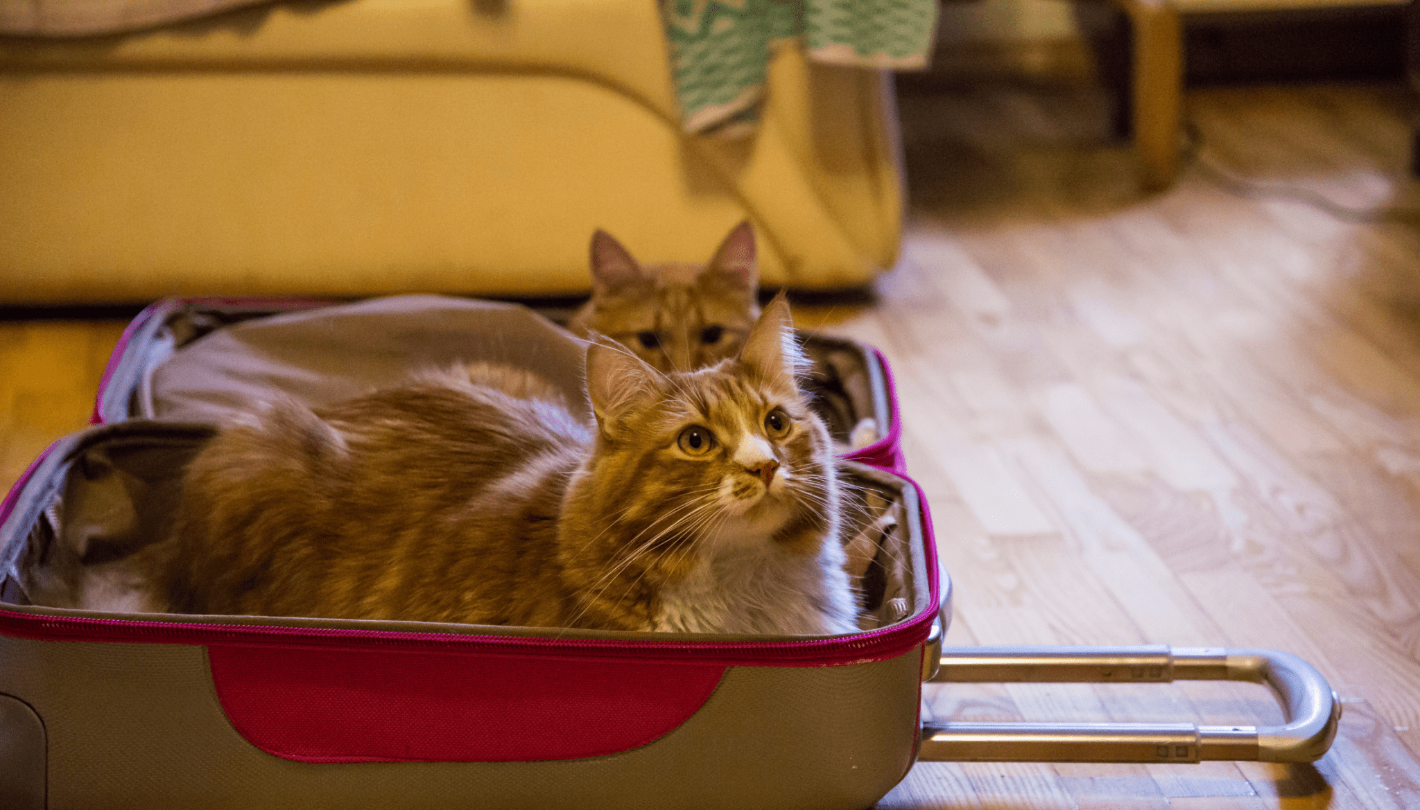 How to move house with a cat - Barking Heads & Meowing Heads