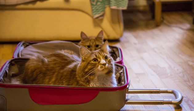 How to move house with a cat