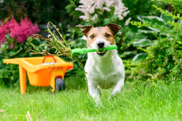 How to Pet Proof Your Garden: Tips from Barking Heads