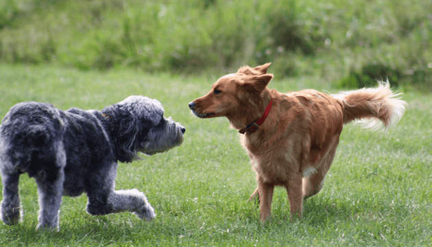 How to Prevent Jealousy in Current Pets when Getting a New Dog