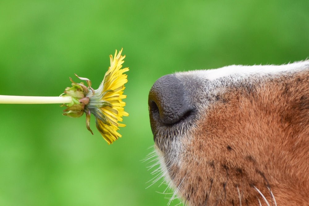 How to scent train your dog – Barking Heads & Meowing Heads