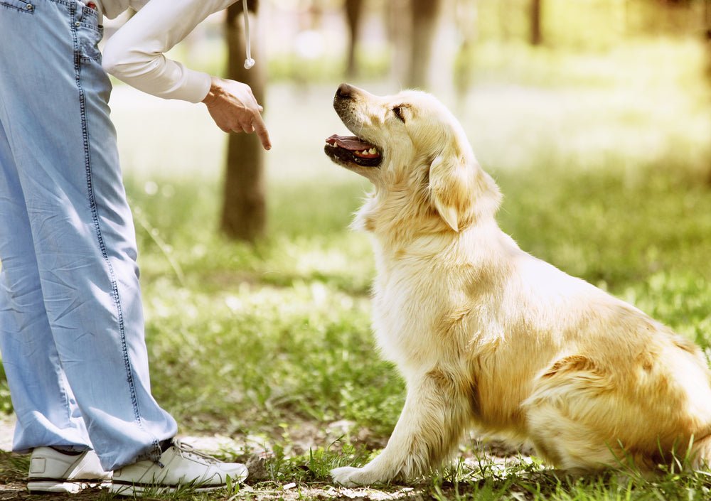 How to teach your dog its name