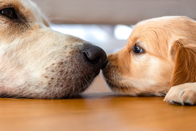 Introducing a new puppy to your dog