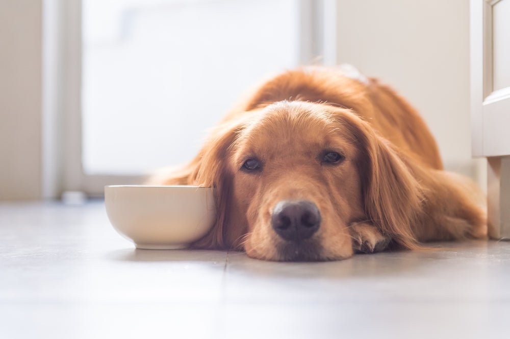 Is my dog unhappy?