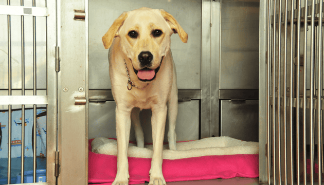 Kennel Cough in Dogs from Barking Heads