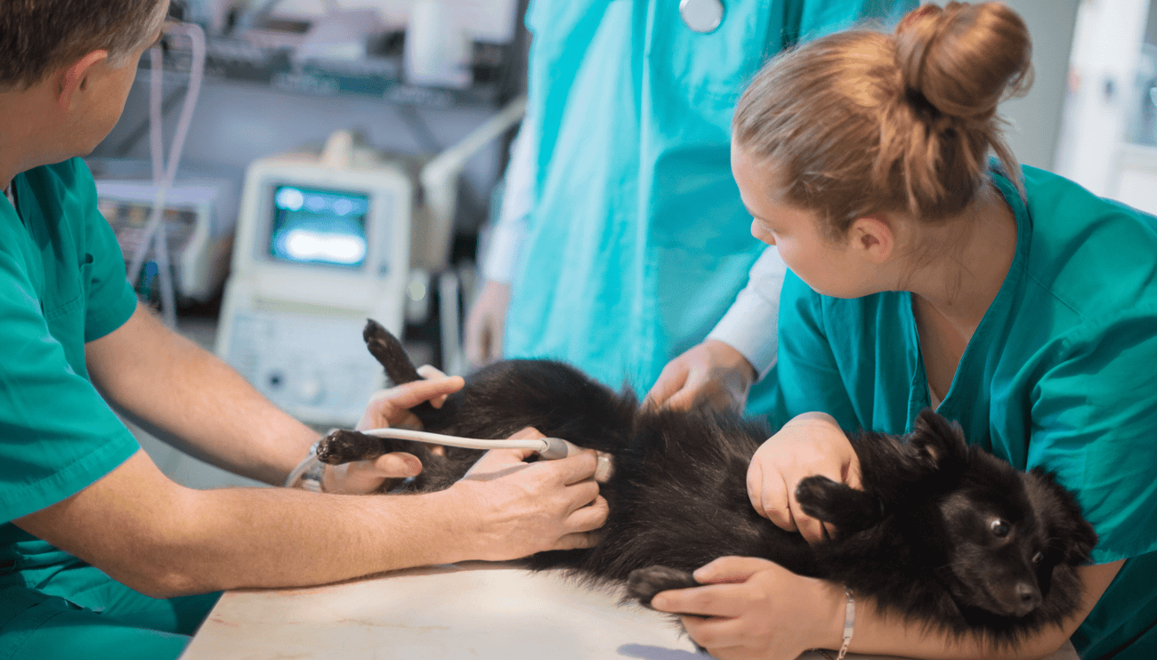 Looking after Expectant Dog Mums - Vet Advice from Dr Scott Miller & Barking Heads