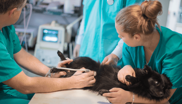 Looking after Expectant Dog Mums - Vet Advice from Dr Scott Miller & Barking Heads