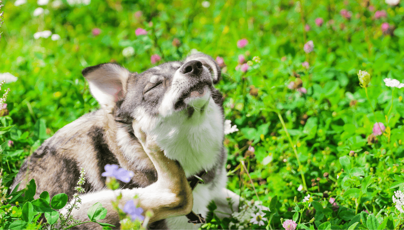 Managing Your Pets Seasonal Allergies - Vet Advice from Vet Dr Scott Miller