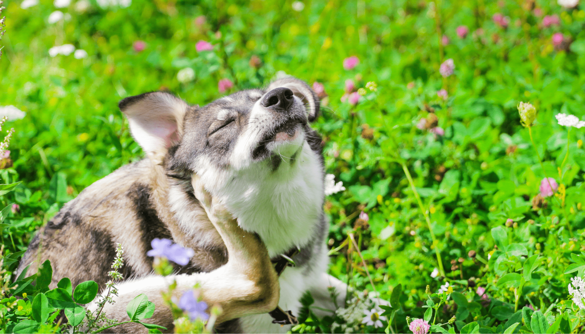 Managing Your Pets Seasonal Allergies - Vet Advice from Vet Dr Scott Miller - Barking Heads & Meowing Heads