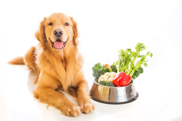 National Healthy Eating Week: Nourishing Your Dog with the Finest Ingredients