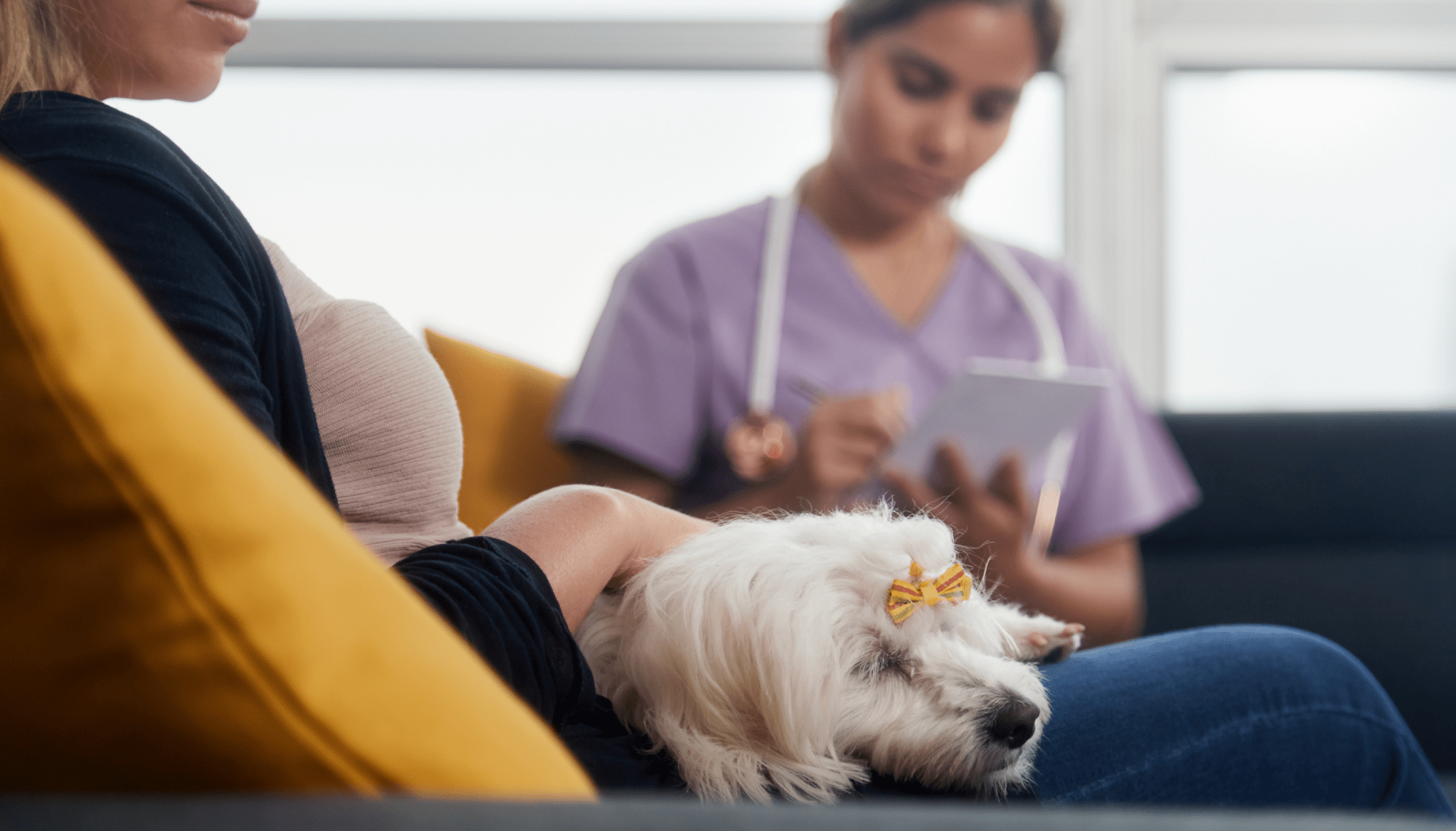 Pet Bereavement - Vet Advice from Vet Dr Scott Miller - Barking Heads & Meowing Heads