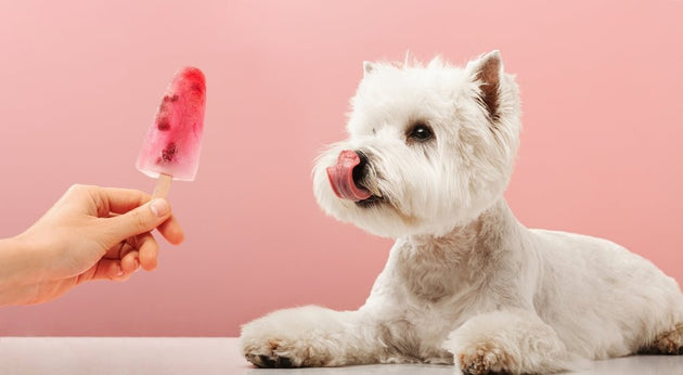 Puppy-friendly frozen treat recipes
